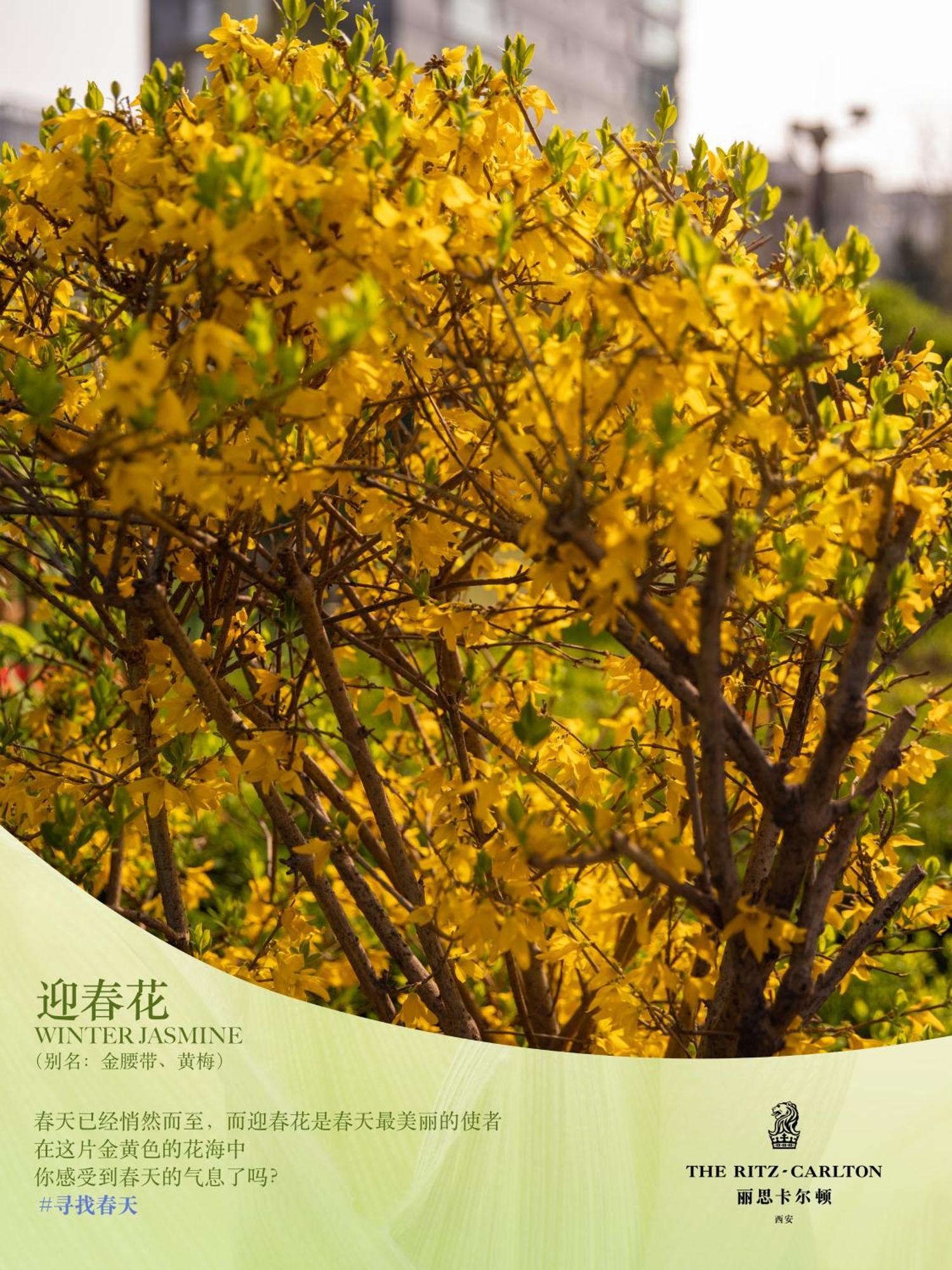 מלון שיאן The Ritz-Carlton, Xi'An מראה חיצוני תמונה