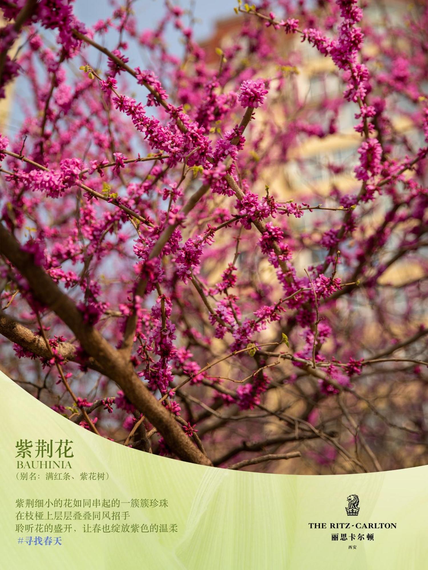 מלון שיאן The Ritz-Carlton, Xi'An מראה חיצוני תמונה