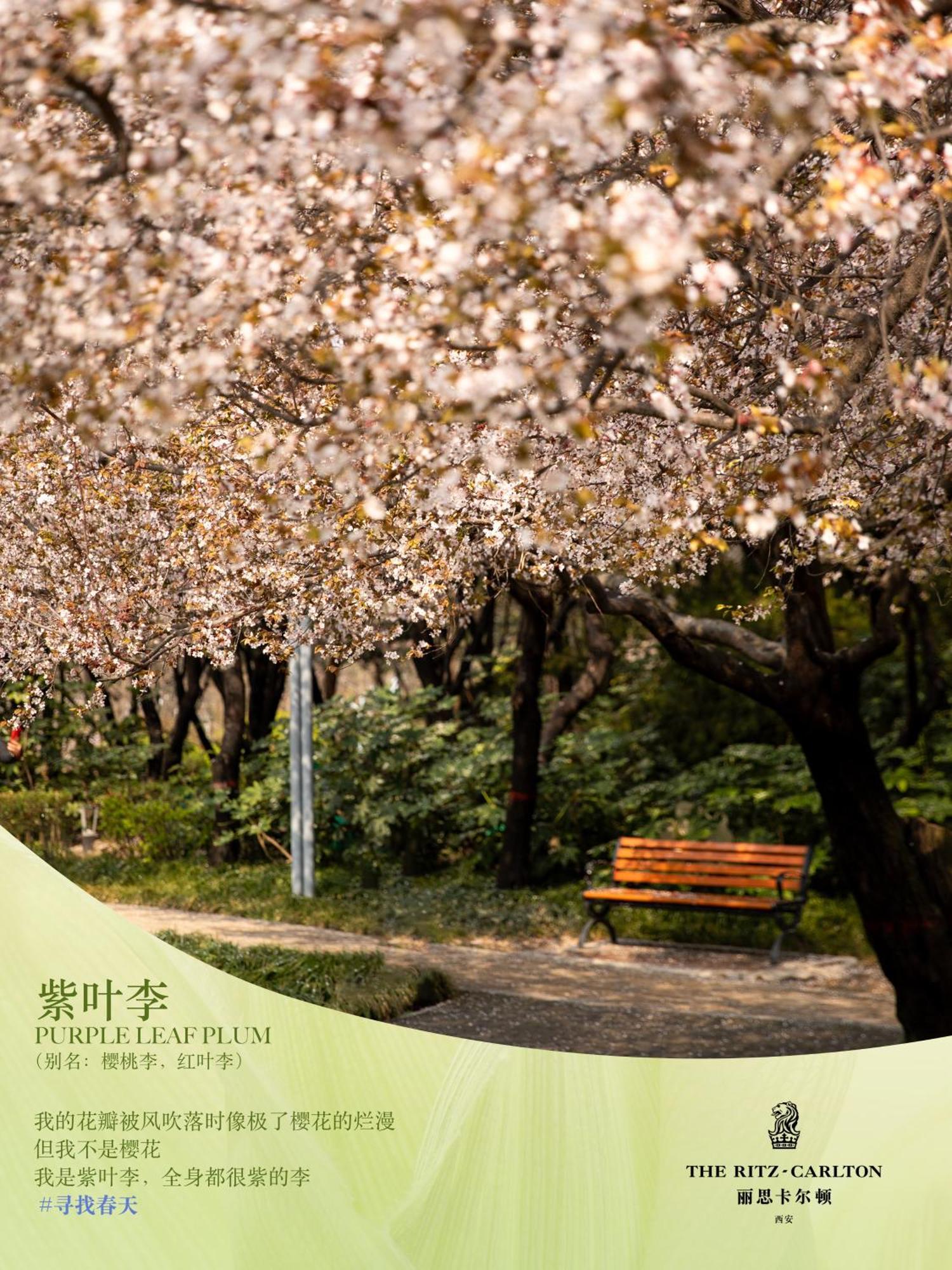 מלון שיאן The Ritz-Carlton, Xi'An מראה חיצוני תמונה